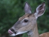 deer 006 (1 of 1).jpg