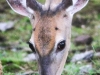 deer 024 (1 of 1).jpg