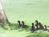 PPL Wetlands Wood duck 5-31-2015 5 (1 of 1).jpg