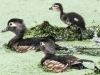 PPL Wetlands Wood duck 5-31-2015 7 (1 of 1).jpg