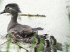 PPL Wetlands Wood duck May 31 2015 17 (1 of 1).jpg