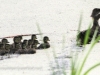PPL Wetlands Wood duck May 31 2015 20 (1 of 1).jpg