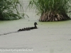 PPL Wetlands Wood duck May 31 2015 21 (1 of 1).jpg