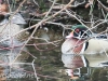 Weissport Canal wood duck (1 of 1)