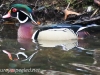 Weissport Canal wood duck 5 (1 of 1)