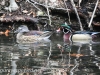 Weissport Canal wood duck 7 (1 of 1)