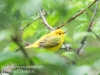 yellow warblers -1