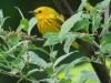 yellow warblers -10