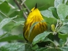 yellow warblers -11