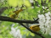 yellow warblers -12