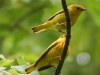 yellow warblers -13