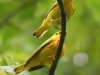 yellow warblers -14