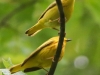 yellow warblers -15