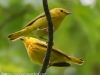 yellow warblers -16
