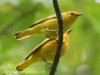 yellow warblers -17