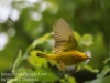 yellow warblers -18