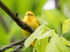 yellow warblers -2