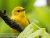 yellow warblers -3