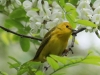 yellow warblers -4