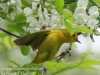 yellow warblers -5