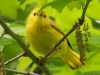 yellow warblers -6