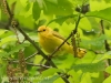 yellow warblers -7