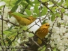 yellow warblers -9