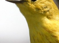yellow warbler  7 PPL Wetlands  (1 of 1).jpg