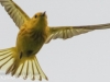 PPL wetlands yellow warbler 5 (1 of 1).jpg