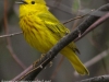 Yellow warbler -11