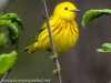 Yellow warbler -5