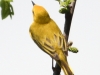 yellow warbler  5 PPL Wetlands  (1 of 1).jpg