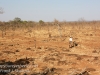 Zimbabwe elephant ride -12
