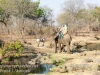 Zimbabwe elephant ride -14