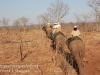 Zimbabwe elephant ride -16
