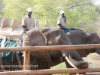 Zimbabwe elephant ride -4