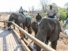 Zimbabwe elephant ride -7