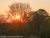 Zimbabwe elephant ride sunset-1