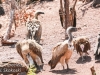 Victoria Falls Safari Lodge wildlife -15