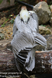 ornate hawk eagle (2 of 25)