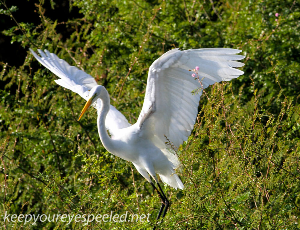 great egret (1 of 1)