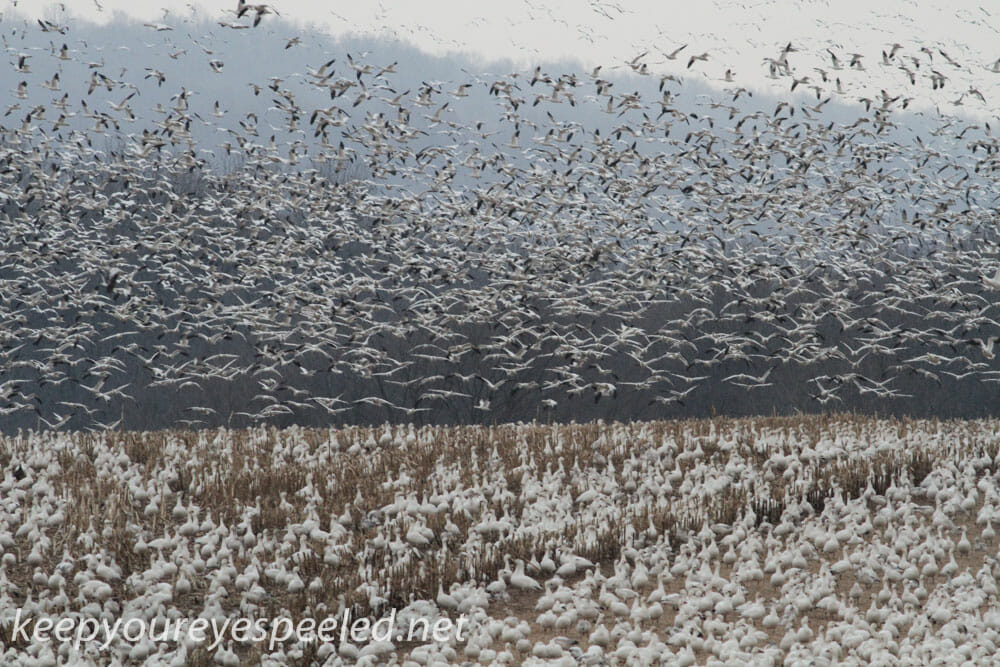 snow geese middle creek (7 of 9)