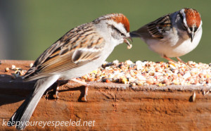 Chipping Sparrow 13 (1 of 1)