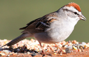 Chipping Sparrow 15 (1 of 1)