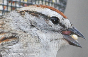 Chipping Sparrow 18 (1 of 1)