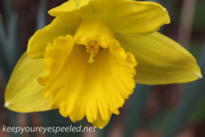Crocus and daffodil (16 of 21)
