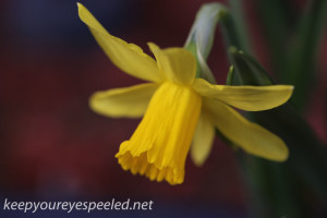 Crocus and daffodil (18 of 21)