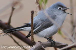 PPL Wetland blue gray gnatcatcher5 (1 of 1)