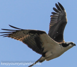 PPL wetlands osprey  2 april 28 2015 (1 of 1)