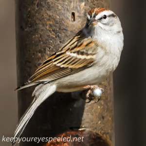 house sparrow  (1 of 1)